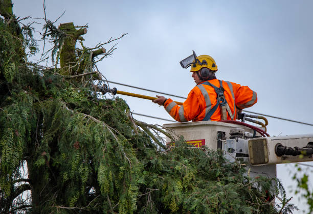 Best Tree Health Inspection  in Cornwall On Hudson, NY