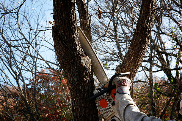 Best Emergency Tree Removal  in Cornwall On Hudson, NY