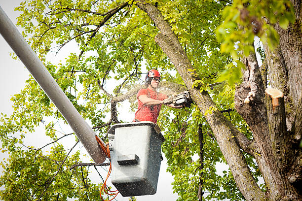 Best Tree Mulching  in Cornwall On Hudson, NY