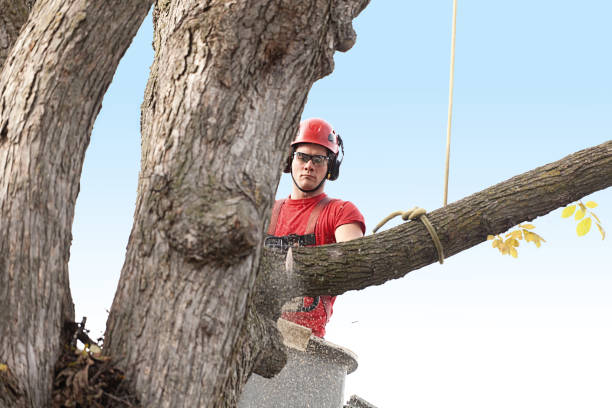 How Our Tree Care Process Works  in  Cornwall On Hudson, NY